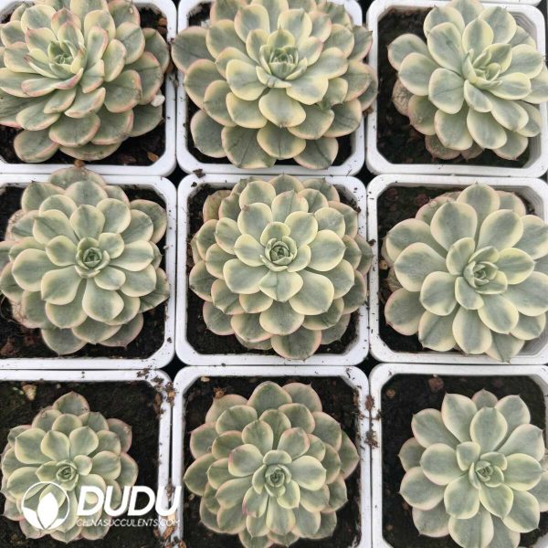 e202-658.jpg Echeveria Nana Little Hook Variegated - Image 2