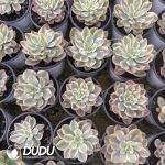 Echeveria Rain Drops Variegated - Image 2