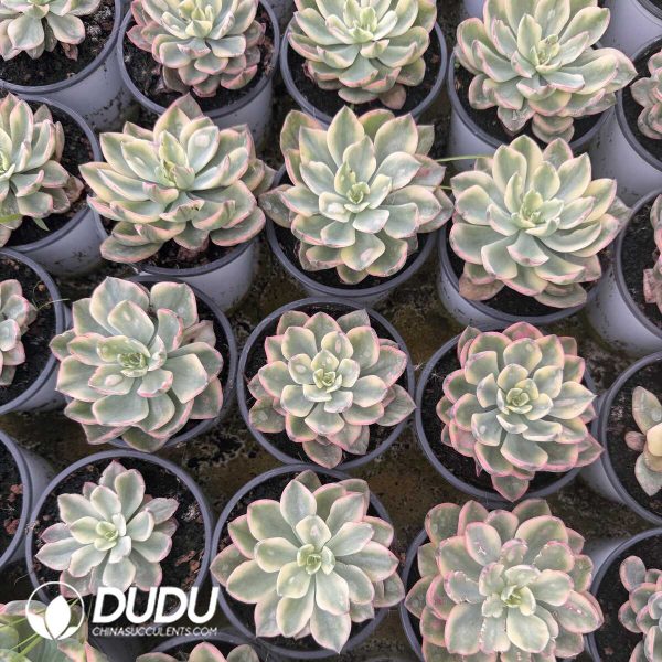 e202-659.jpg Echeveria Rain Drops Variegated - Image 2