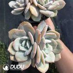 Echeveria Milk Tea Double Heads - Image 2