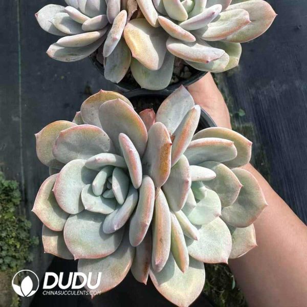 Echeveria Milk Tea Double Heads - Image 2