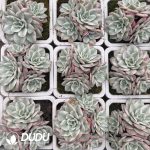 Echeveria Creamy Peach Variegated Small Clustering - Image 2