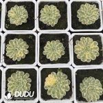 Echeveria Dream Rose Variegated - Image 2