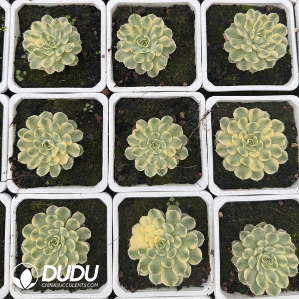 e202-661.jpg Echeveria Dream Rose Variegated - Image 2