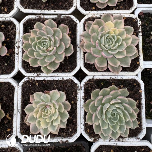 e202-662.jpg Echeveria Desert Rose Variegated - Image 2