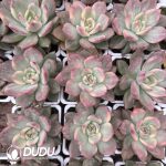 Echeveria Carmella Variegated - Image 2