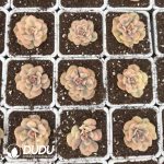 Echeveria Exotic Variegated - Image 2