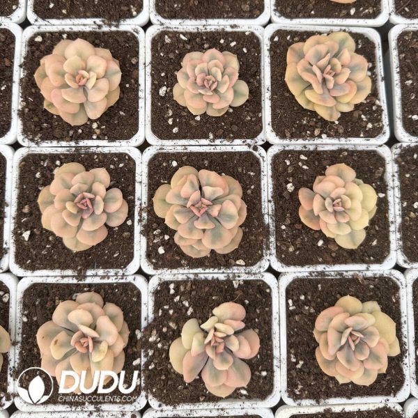 e202-664.jpg Echeveria Exotic Variegated - Image 2