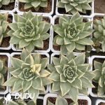 Echeveria Agavoides Lem Variegated - Image 2