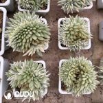 Echeveria Agavoides Lem Variegated Cristata - Image 2