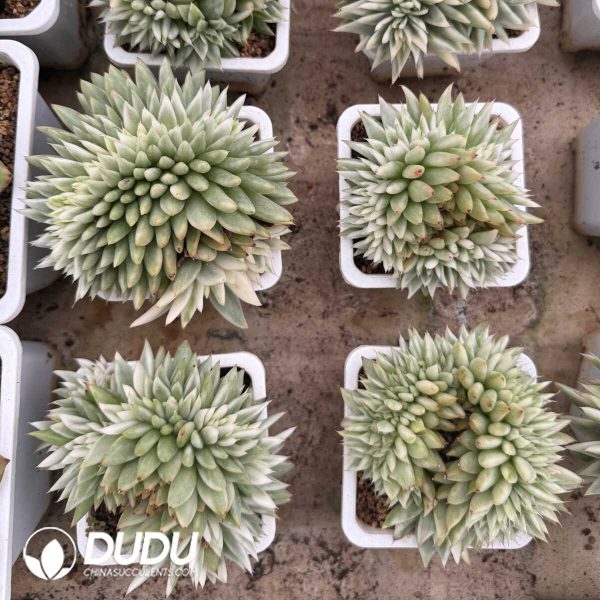 e202-666.jpg Echeveria Agavoides Lem Variegated Cristata - Image 2