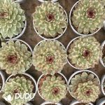 Echeveria Black Crystal Variegated - Image 2