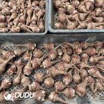 Pelargonium Triste - Image 2