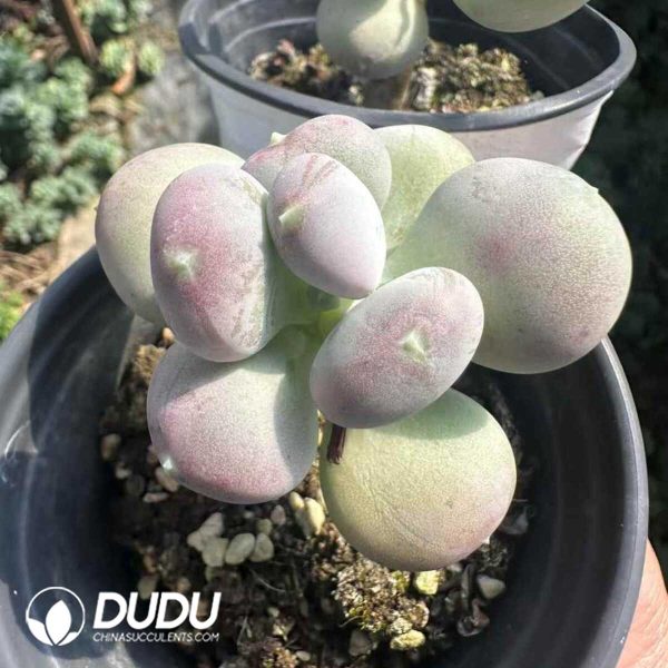 Pachyphytum Oviferum - Image 2