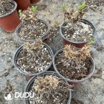 Pelargonium Rubiginosum - Image 2