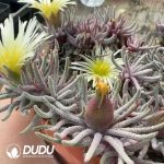 Pleiospilos Resurgens - Image 2