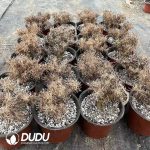 Othonna Euphorbioides - Image 2