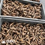 Othonna Cakilifolia (Mid Size) - Image 2