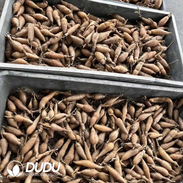 Othonna Cakilifolia (Big Size) - Image 2