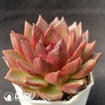 Echeveria Black Fox - Image 2