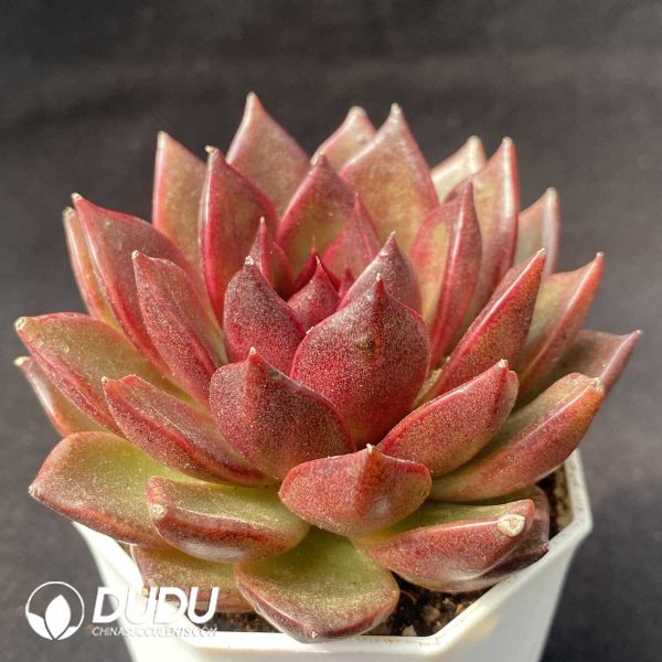 Echeveria Black Fox - Image 2