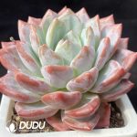 Echeveria Black Eyed Peas - Image 2