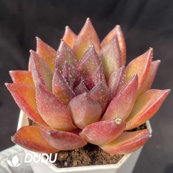 Echeveria Xuanqiao - Image 2