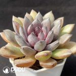 Echeveria Black Beauty - Image 2