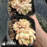 Echeveria Queen Rose Clustering - Image 2