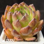 Echeveria Black Cranberry - Image 2