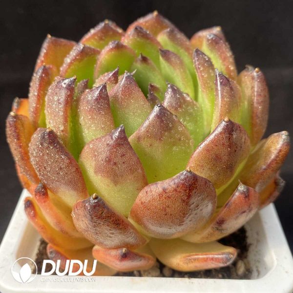 Echeveria Black Cranberry - Image 2