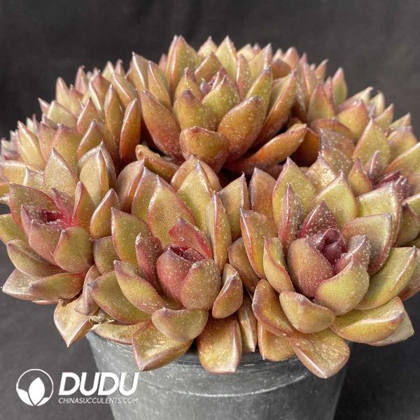 e202-681.jpg Echeveria Black Eagle Clustering - Image 2