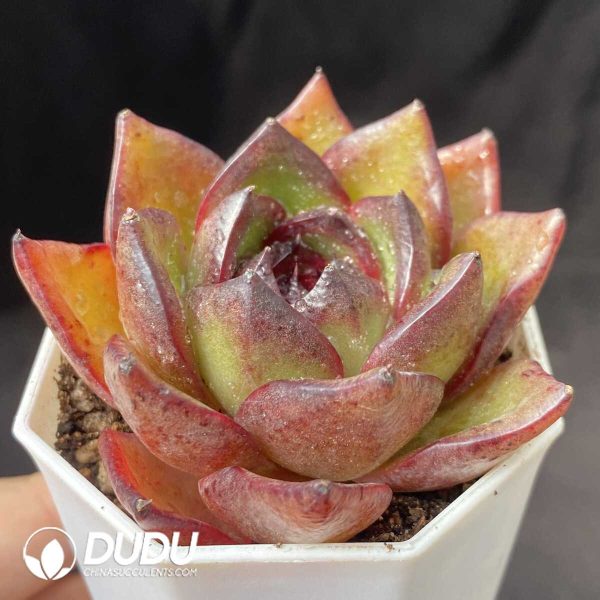 e202-682.jpg Echeveria Black Cube - Image 2