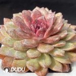 Echeveria Black Diamond - Image 2