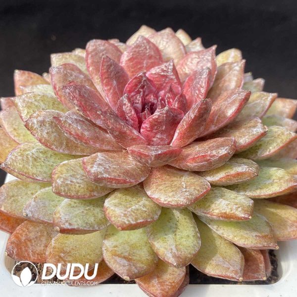 Echeveria Black Diamond - Image 2