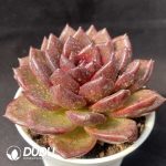 Echeveria Black Jade Qilin - Image 2
