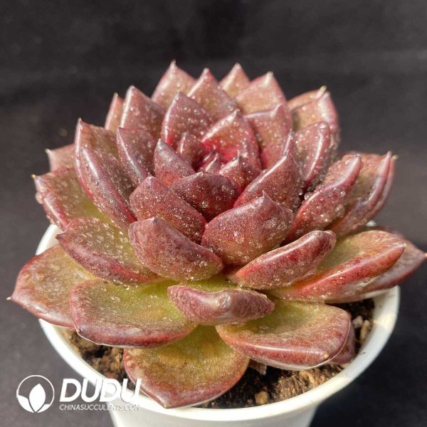 e202-684.jpg Echeveria Black Jade Qilin - Image 2
