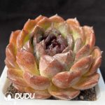 Echeveria Black Brin - Image 2
