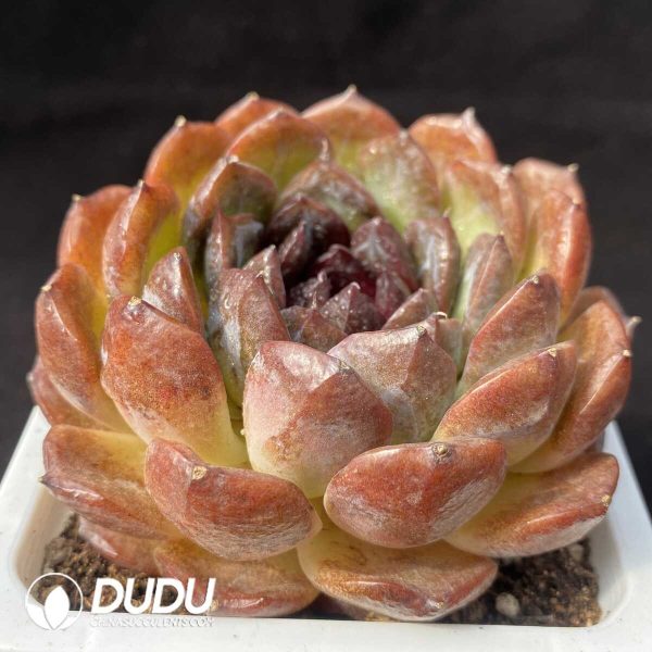 e202-685.jpg Echeveria Black Brin - Image 2