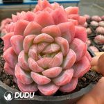 Echeveria Gila Snow Double Heads - Image 2