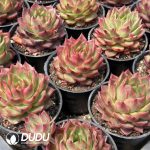 Echeveria Guanyue Tower - Image 2