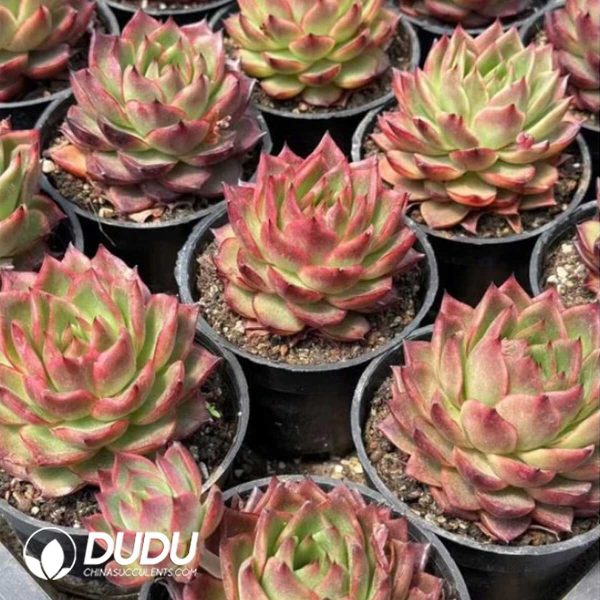 Echeveria Guanyue Tower - Image 2