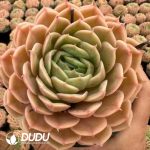 Echeveria Crystal Ansnow - Image 2