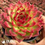 Echeveria Dongyunshao - Image 2