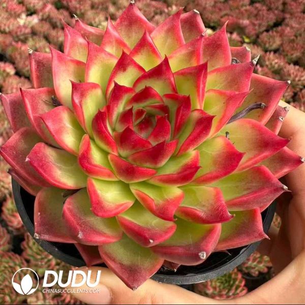 Echeveria Dongyunshao - Image 2