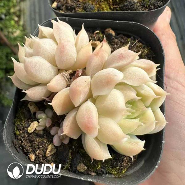 Echeveria Queen Rose Double Heads - Image 2
