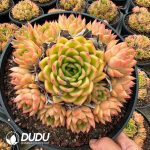 Echeveria Champagne Rose Clustering - Image 2