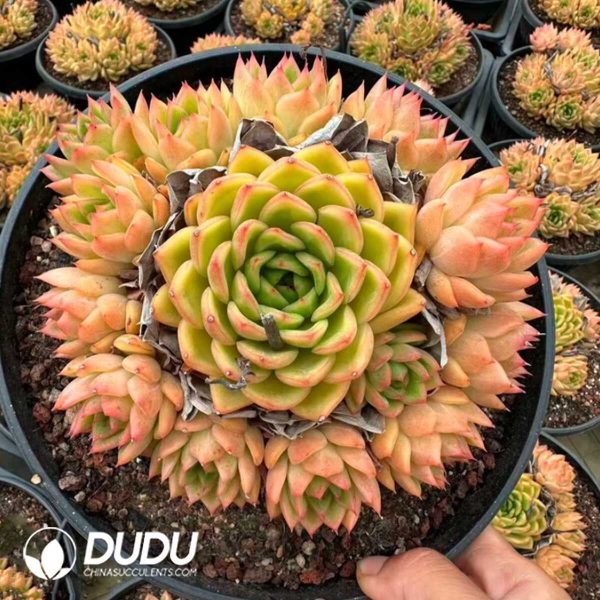 Echeveria Champagne Rose Clustering - Image 2