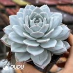 Echeveria Snow Lotus - Image 2