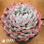 Echeveria Big MAC Sugar Heart Snow Angel - Image 2